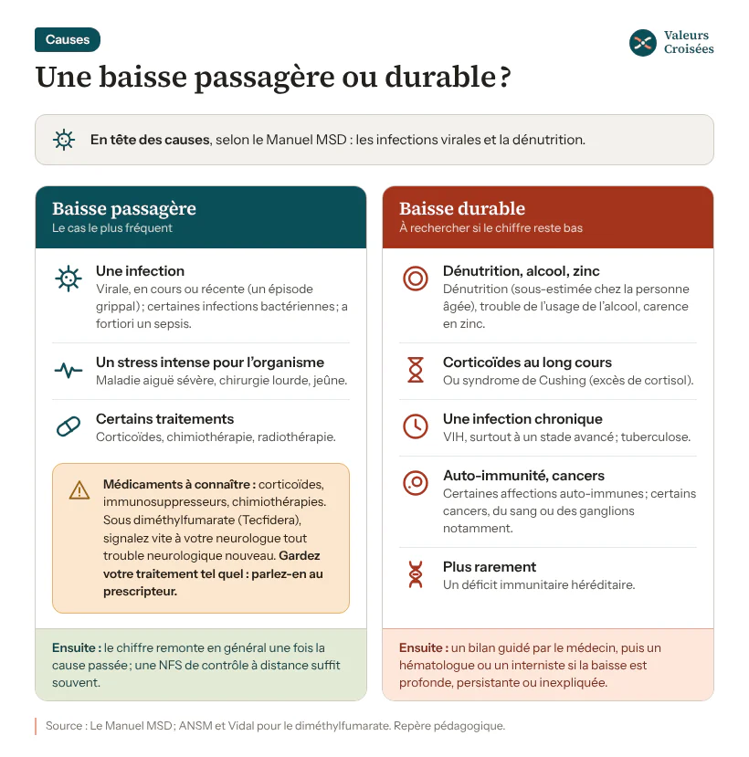 Carte des causes de lymphocytes bas : baisse passagère (infection virale ou bactérienne, stress intense, corticoïdes, chimiothérapie ou radiothérapie) et baisse durable (dénutrition, alcool, carence en zinc, VIH, tuberculose, maladies auto-immunes, cancers, déficit héréditaire).