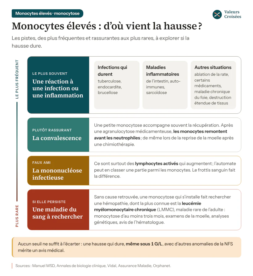 Monocytes élevés (monocytose) : les causes, des plus fréquentes aux plus rares Carte des causes de monocytes élevés, des plus fréquentes aux plus rares : infections qui durent et maladies inflammatoires, convalescence après une infection ou une chimiothérapie, mononucléose comptée à tort, et monocytose persistante qui fait rechercher une maladie du sang comme la LMMC.